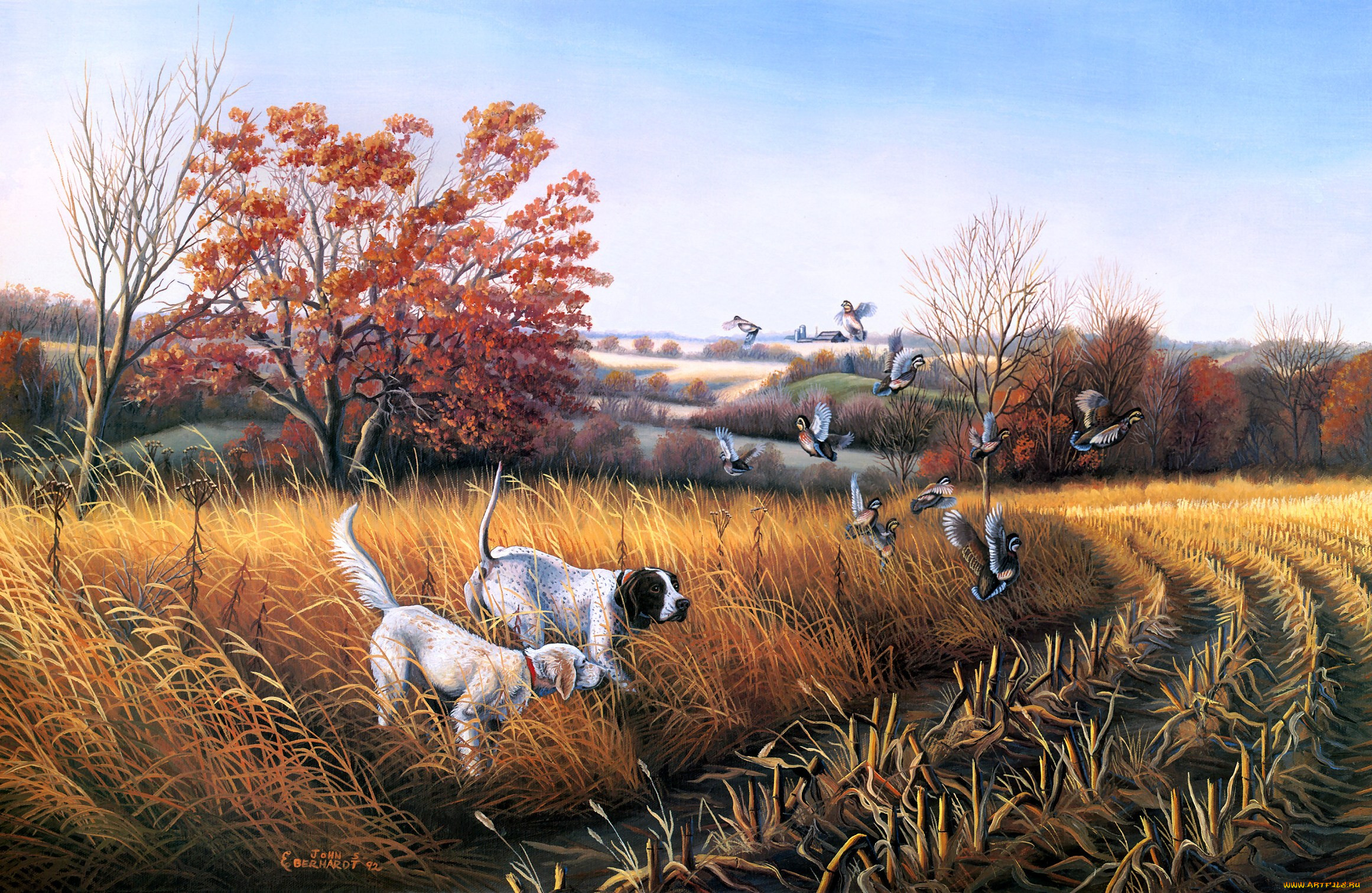 bird, dog, country, , john, eberhardt, , , , 